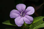 Carolina wild petunia